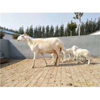 供應(yīng)低價出售多胎澳湖雜交頭胎懷孕母羊種公羊