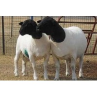 梁山縣多胎澳寒澳湖懷孕母羊低價出欄建成牧業